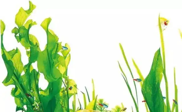Astaxanthin Powder in Sports Nutrition: What Athletes Seek